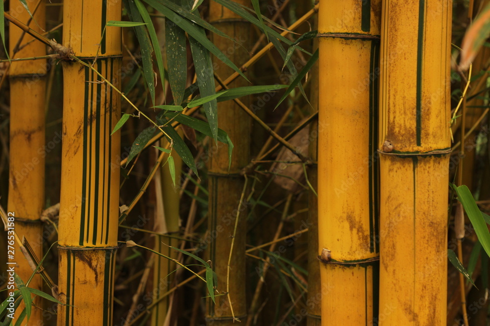 colors and textures on clumps of bamboo growing wild in a tropical southeast Asian garden