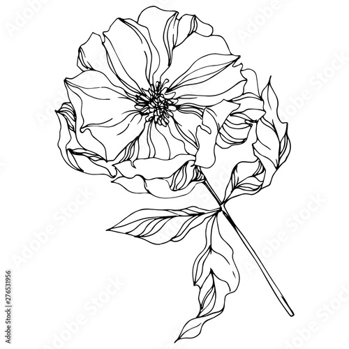 Peony botanical flowers. Wild spring leaf. Black and white engraved ink art. Isolated peonies illustration element.