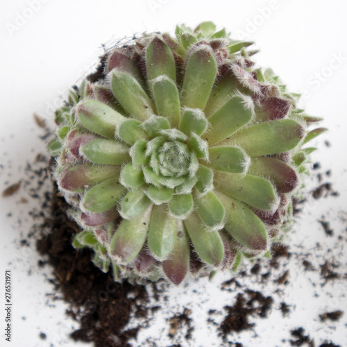 the Succulent with soil and gardening tools on table