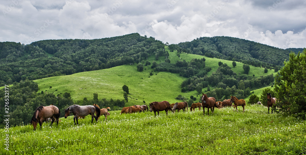 herd of horses herd of horses