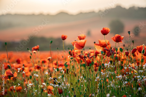 Close Up View of Poppy Flowers at Dawn photo