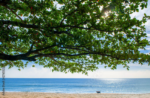 Fototapeta Naklejka Na Ścianę i Meble -  Summer tropical beach with tree branches and dog walking - Thailand tropical isalnd