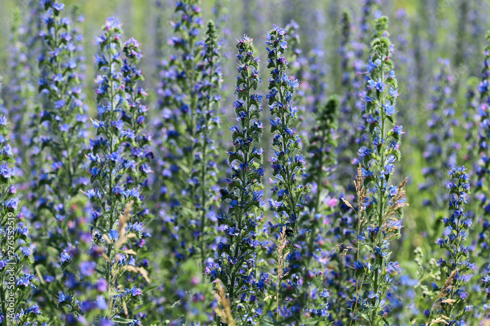 Obraz premium Flower background. Field of blooming Salvia pratensis. Cropped shot, horizontal, place for text. Nature's concept.