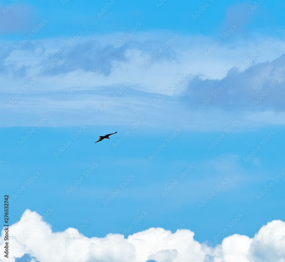 Fototapeta premium Hawk in the skies above the clouds 