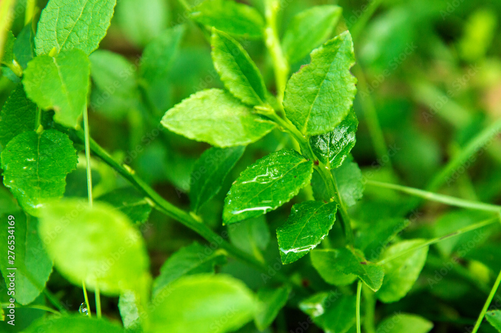 Close up. Green leaves of a bilberries (blueberries) bush, wet from rain. Close up. Green leaves of a bilberries (blueberries) bush, wet from rain.