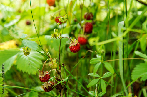 Close up, macro. Wild strawberry bush with ripe berries and green leafs. Green background. Copy space.