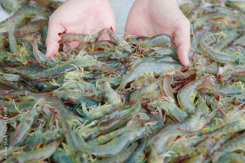 White shrimp placed on hand