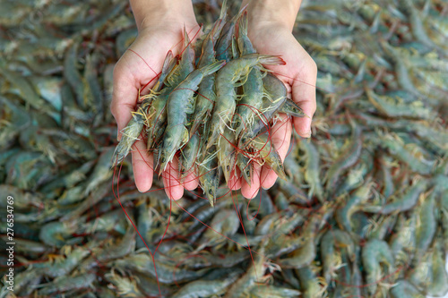 shrimp, aquaculture, farm, agriculture, hand, market, aquatic, economics, many, economy, delicious, green, white, sweet, view, order, brown, animals, export, pond, disease, revenue, gourmet, pacific, 