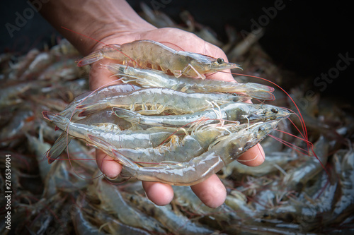 White shrimp placed on hand photo