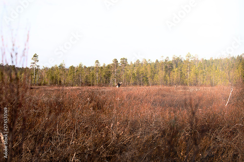 Forest glade overgrown with dwarf birch and willow. Moose feed photo