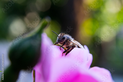bee collects pollen on a pink rose