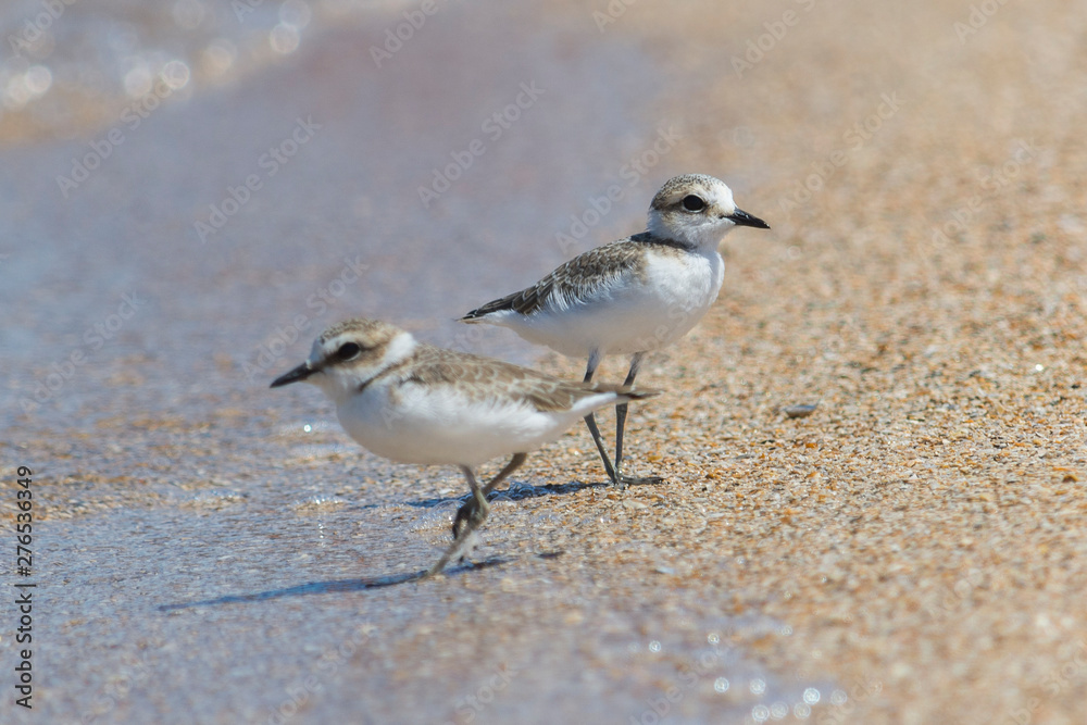 bird on beach bird on beach