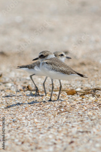 seagull on beach