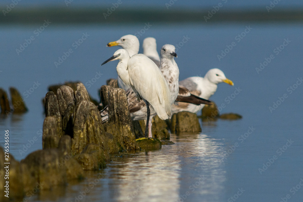 great white egret in the water great white egret in the water