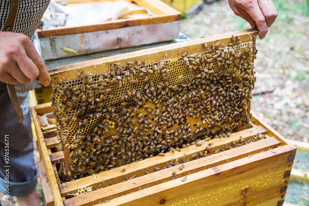 Closuep of beekeeper holding a honeycomb full of bees. Closuep of beekeeper holding a honeycomb full of bees.