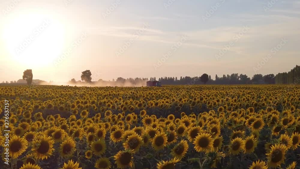 Immenso campo di girasoli gialli. Fioritura per produzione olio di semi da esportare.