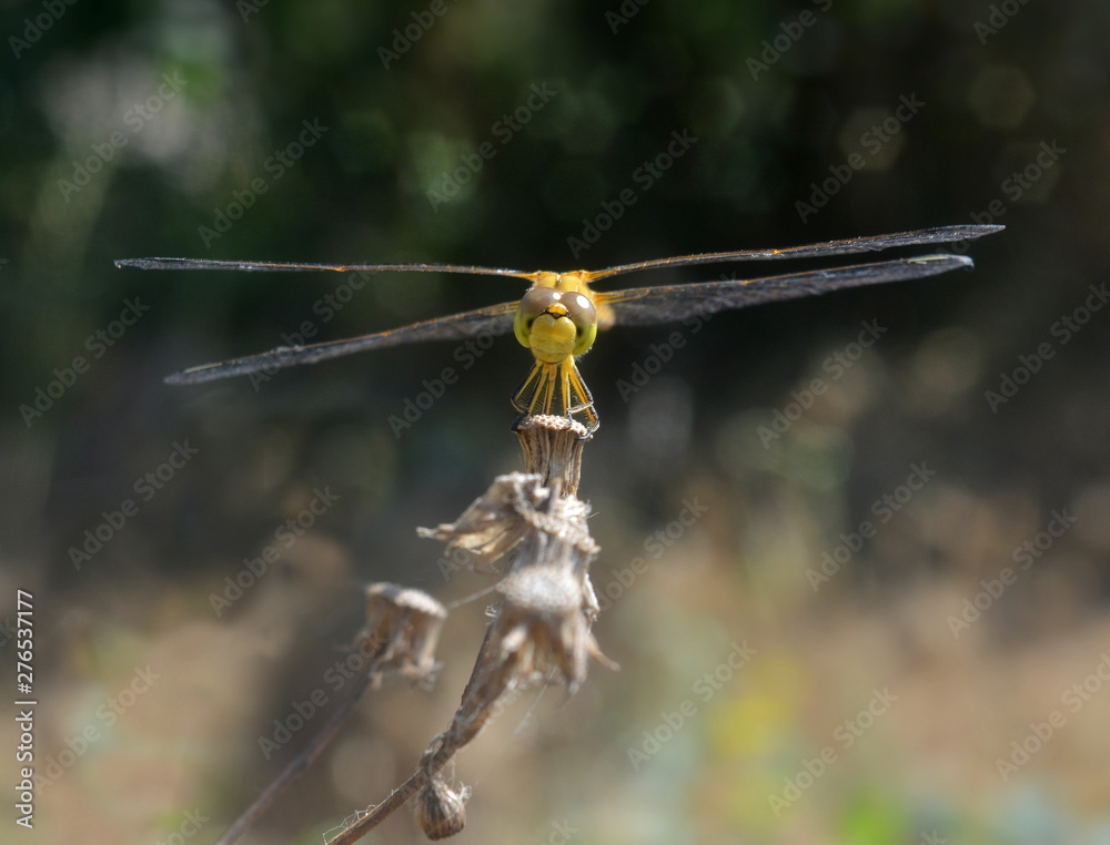 Yellow dragonfly sitting on a dry blade of grass close-up. Yellow dragonfly sitting on a dry blade of grass close-up.