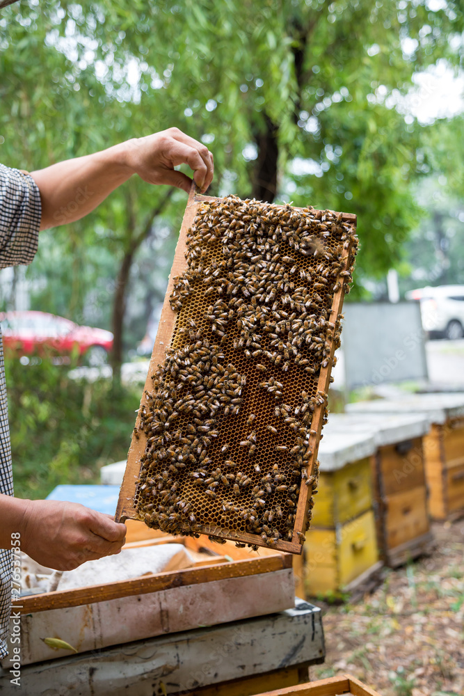Closuep of  beekeeper holding a honeycomb full of bees.