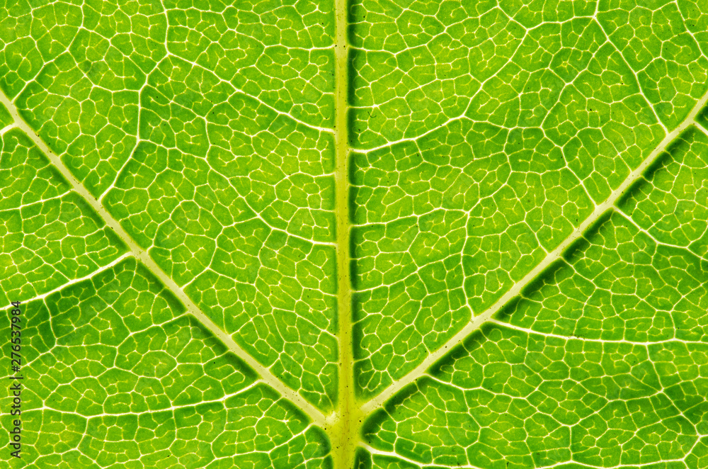 Green leaf background Green leaf background