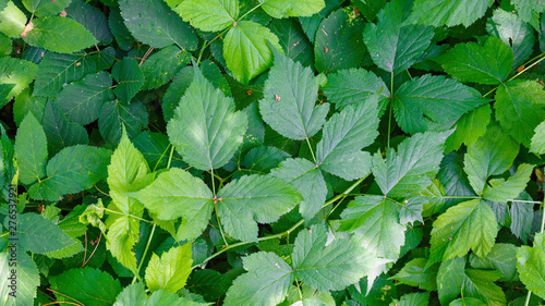 background of green leaves