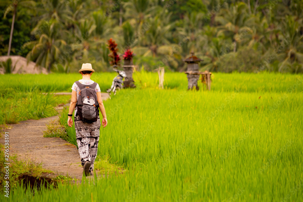 Rice fields near Ubud, Bali Rice fields near Ubud, Bali