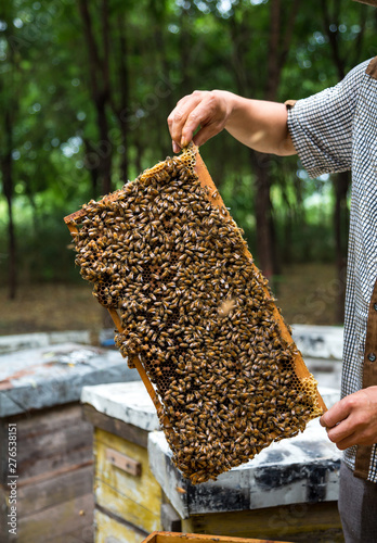 Beekeeper and bees on honeycomb. Beekeeper holding a honeycomb full of bees.
