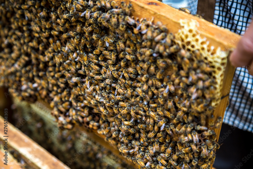 Closeup of beekeeper hold wooden frame with honeycomb. Collect honey. Closeup of beekeeper hold wooden frame with honeycomb. Collect honey.