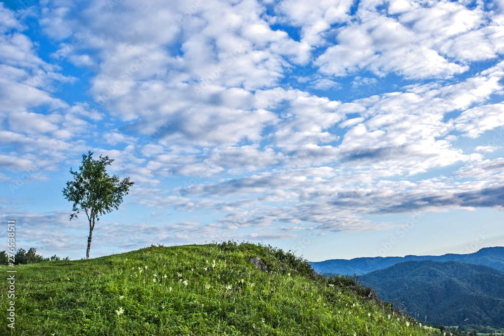 mountain landscape with trees and blue sky