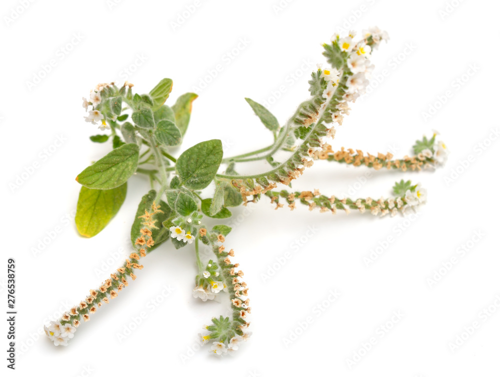 Naklejka premium Heliotropium commonly known as heliotropes. Isolated on white background