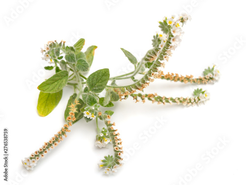 Heliotropium commonly known as heliotropes. Isolated on white background