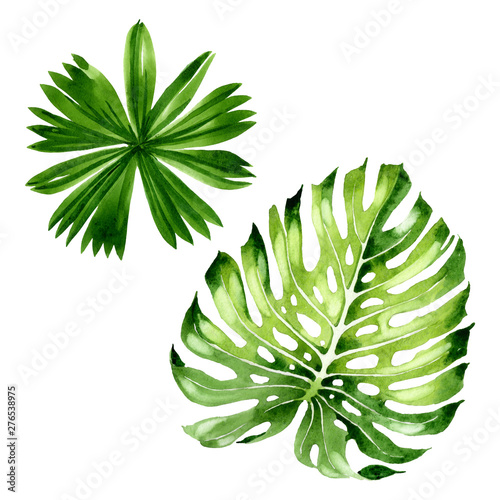 Palm beach tree leaves jungle botanical. Watercolor background illustration s...