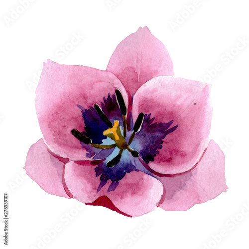 Pink tulips floral botanical flowers. Watercolor background illustration set....