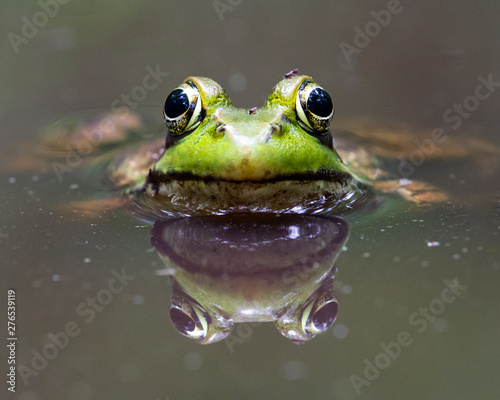 Green frog 2