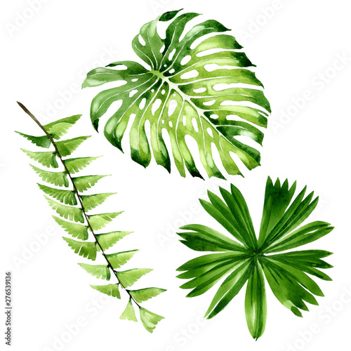 Palm beach tree leaves jungle botanical. Watercolor background illustration s...