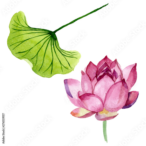 Pink lotus floral botanical flowers. Watercolor background illustration set. ...