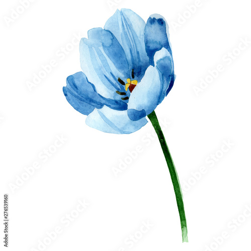 Blue tulip floral botanical flowers. Watercolor background illustration set. ...
