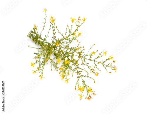 Plant Hypericum triquetrifolium isolated on white background