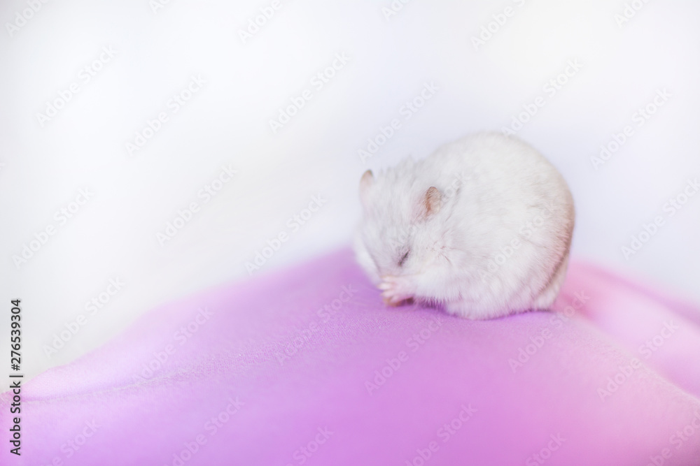 Portrait of a white hamster with closed eyes, in pink cloth and isolated on white background.