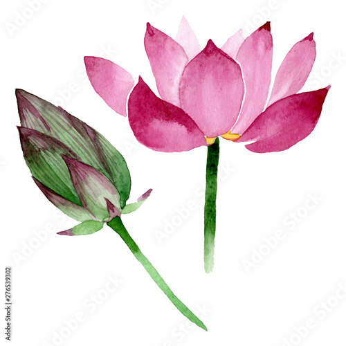 Pink lotus floral botanical flowers. Watercolor background illustration set. ...