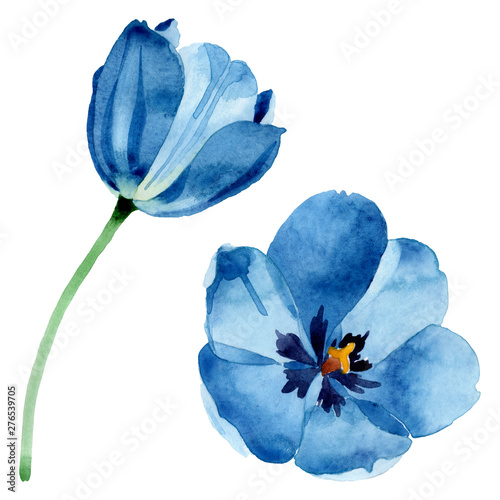 Blue tulip floral botanical flowers. Watercolor background illustration set. Isolated tulip illustration element.