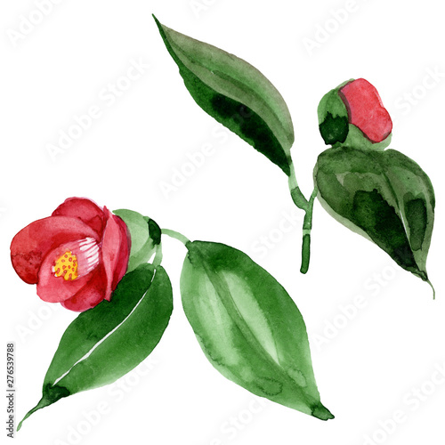 Red camelia floral botanical flower. Watercolor background illustration set. ...