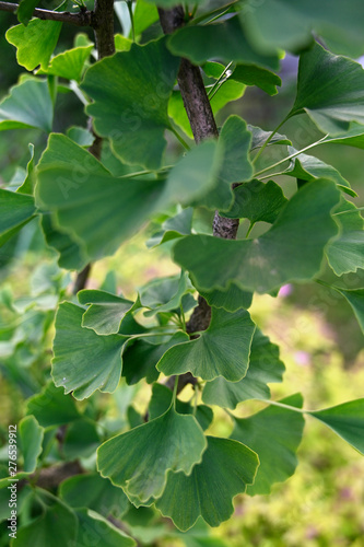 Lush green leaves ginkgo on branch.