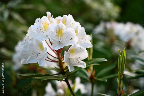 White flowers of rhododendron with yellow part.