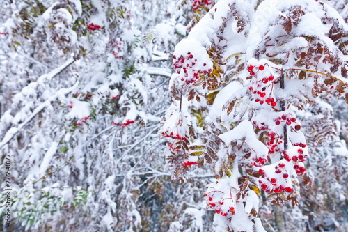 ROWAN - SERBAL DE CAZADORES (Sorbus aucuparia), Northern Velebit National Park, Dalmatia region, Croacia, Europe photo