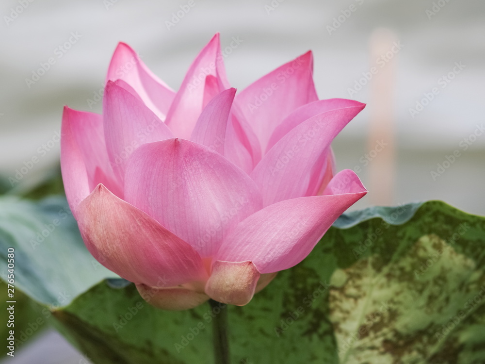 Beautiful pink Lotus flower (Nelumbo nucifera) blossom in the lake with water and green nature blurred background. Beautiful pink Lotus flower (Nelumbo nucifera) blossom in the lake with water and green nature blurred background.