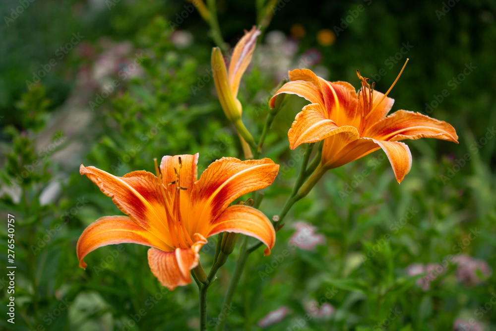 Blooming lily. Orange flower. Lilium amabile, the friendly or lovable lily. Blooming lily. Orange flower. Lilium amabile, the friendly or lovable lily.