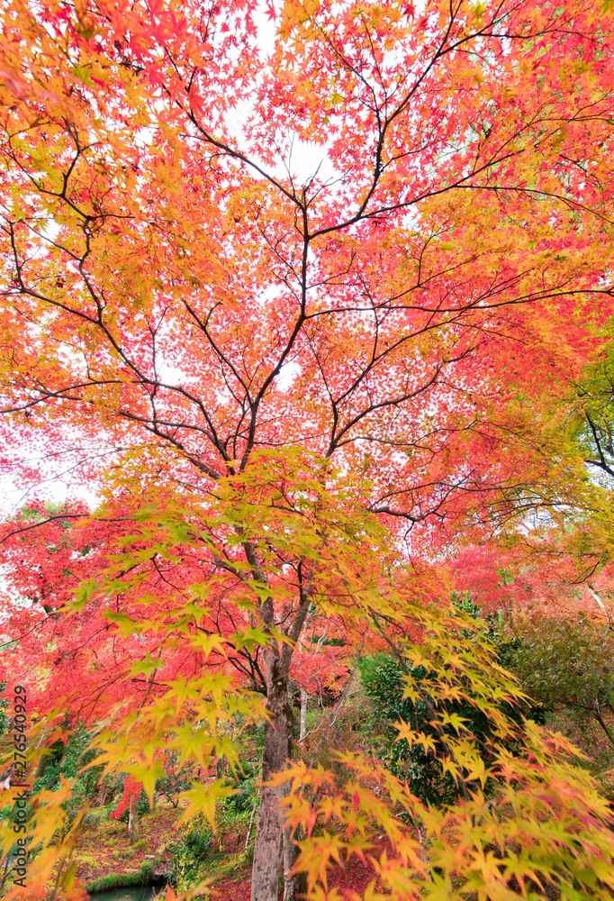 美しい日本の紅葉　京都にて