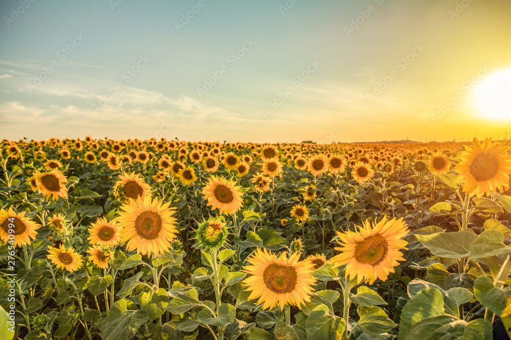 Field of blooming sunflowers on a background sunset
