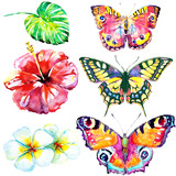 beautifu tropical  butterflies and flowers,watercolor,isolated on a white