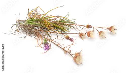 Plant Jurinea stoechadifolia isolated on white background photo